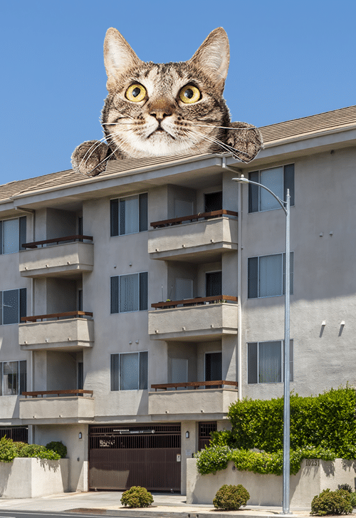 Apartments in Toluca Lake An agile cat leaps across the roof of an apartment building in Toluca Lake.